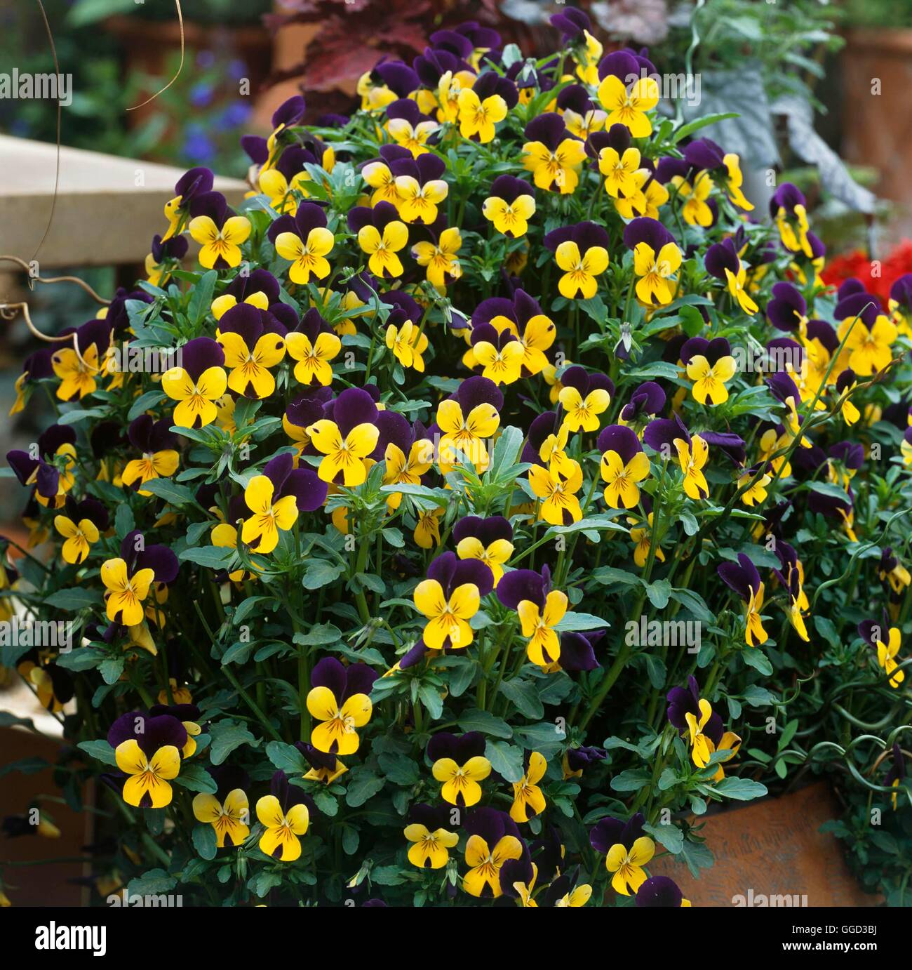 Viola tricolor - `Johnny Jump Up'   ALP102324 Stock Photo